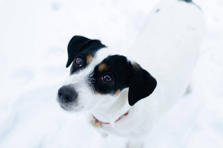 杰克拉塞尔猎犬。 冬天在户外散步。 漂亮的特写肖像。 如何保护你的宠物免受体温过低。