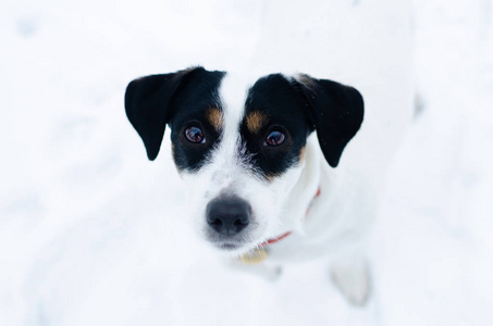 杰克拉塞尔猎犬。 冬天在户外散步。 漂亮的特写肖像。 如何保护你的宠物免受体温过低。