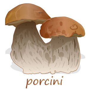 波契尼分离的白色背景。 白色蘑菇