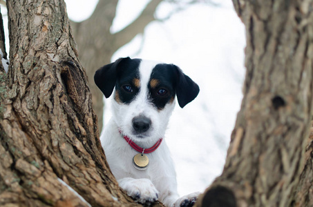 杰克拉塞尔猎犬。 冬天在户外散步。 如何保护你的宠物免受体温过低。