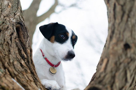 杰克拉塞尔猎犬。 冬天在户外散步。 如何保护你的宠物免受体温过低。