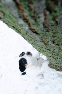 杰克拉塞尔猎犬。 冬天在户外散步。 如何保护你的宠物免受体温过低。