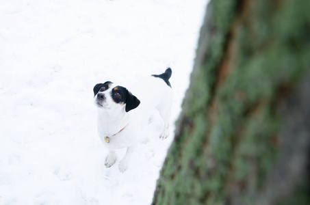 杰克拉塞尔猎犬。 冬天在户外散步。 如何保护你的宠物免受体温过低。
