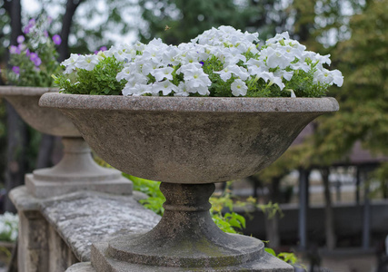 白色花朵中的大型古董石花瓶特写。