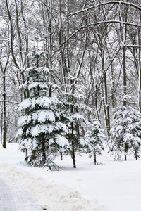 冬天。圣诞节和新年。雪把圣诞树藏在松软的床上。冬季景观