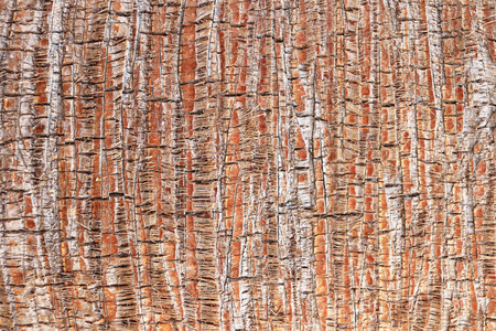棕榈树皮图案纹理..热带树干背景..异国情调的木质背景。