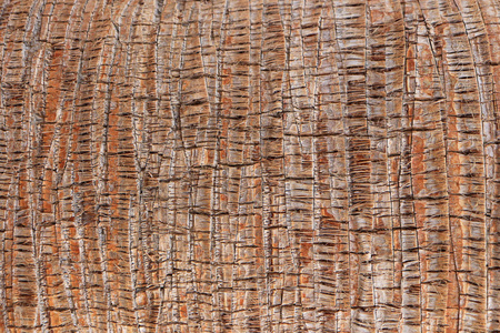 热带树干背景..棕榈树皮图案纹理..异国情调的木质背景。
