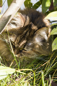 可爱的西伯利亚猫的牲畜在一个花园, 家小猫