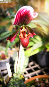 s slipper orchid , aka lady slipper orchid or slipper orchid , C