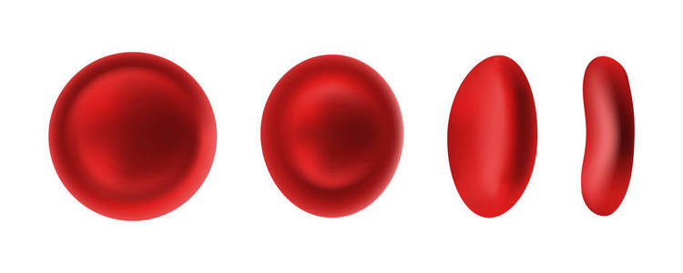 红细胞或红细胞在白色背景上分离，用于雪碧片动画。 血液学微生物学人体健康血红蛋白三维真实矢量图