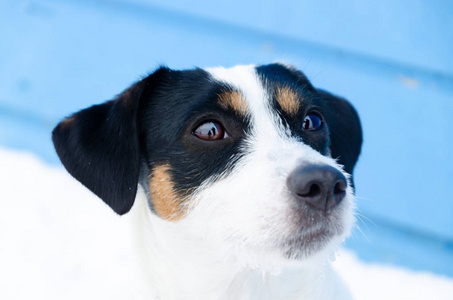 杰克拉塞尔猎犬。 冬天在户外散步。 漂亮的特写肖像。 如何保护你的宠物免受体温过低。