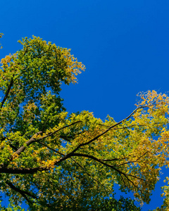 绿黄秋叶的树冠向上看，在晴朗的蓝天上