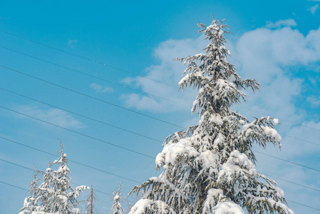 在晴朗的冬日里，雪覆盖着杉树