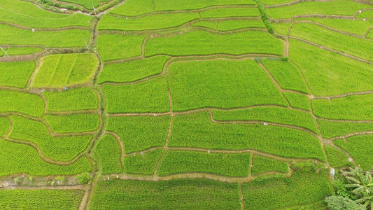 泰国稻田的美丽景观。