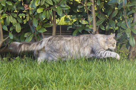 西伯利亚猫的牲畜在一个花园, 家小猫