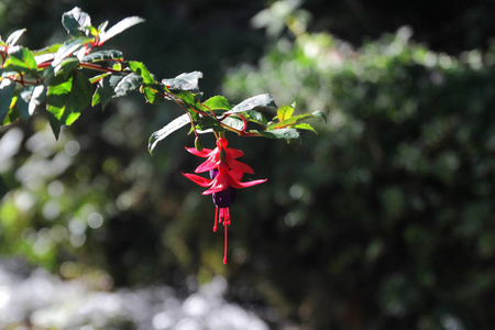 s eardrops, red and purple fuchsia magellanica flower