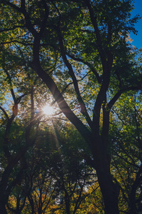 美国纽约市中央公园秋季，阳光透过树冠向上照射