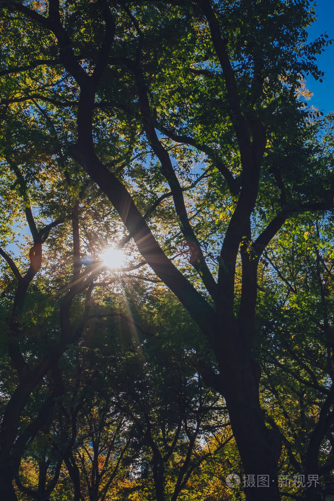 美国纽约市中央公园秋季，阳光透过树冠向上照射