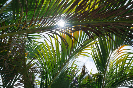 阳光灿烂的天空中，绿的椰子棕榈