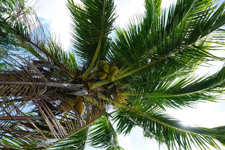 阳光灿烂的天空中，绿的椰子棕榈