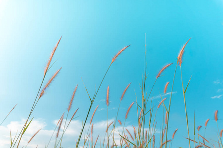 选择性聚焦白色草地，具有蓝天自然背景。