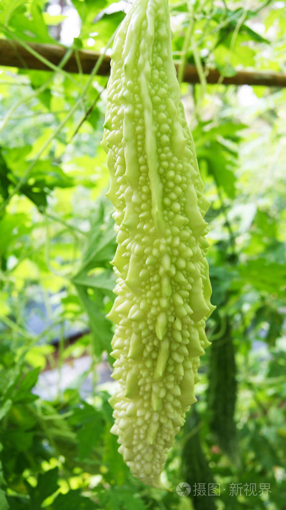 有机种植场中的苦瓜蔬菜种植场中藤本生长的苦瓜