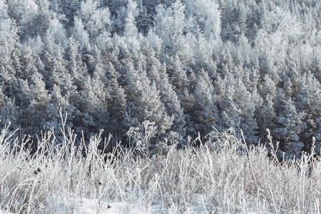 新年快乐或圣诞节庆祝概念。 自然美的概念背景。 海霜中的冬季森林。 一些计划。