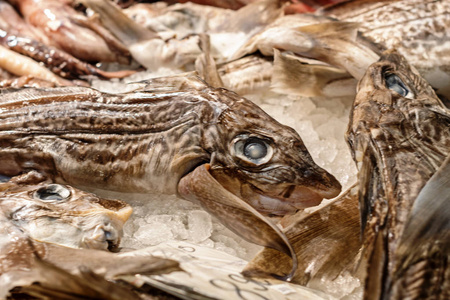 嵌合图片 嵌合素材 嵌合插画 摄图新视界