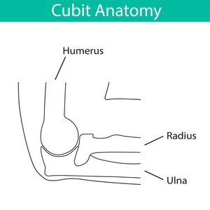 人类肘骨骼解剖学的向量例证