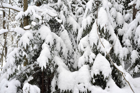 俄罗斯卡瑞莲地峡的云杉树上覆盖着雪。