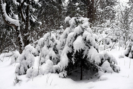 俄罗斯卡瑞莲地峡的云杉树上覆盖着雪。