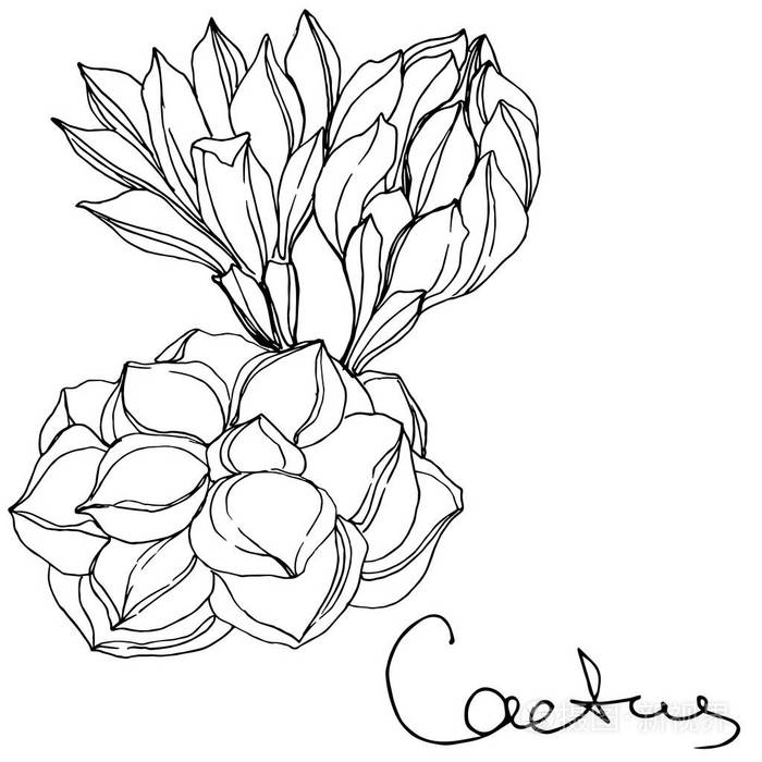 向量仙人掌花植物花黑白雕刻水墨艺术孤立的仙人掌插图元素