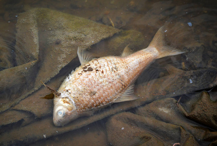 河水污染画画河水污染的暗水中漂浮的死鱼照片