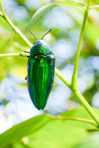 在大自然的叶子树上的宝石甲虫宝石甲虫和其他名字的绿色甲虫金属镗床