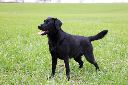 美丽的黑色拉布拉多犬站在花园里