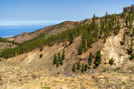 泰德火山的南部斜坡和熔岩场。 泰内利夫。 加那利群岛。 西班牙。