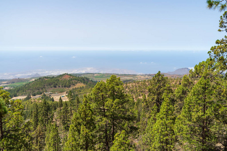 泰德火山的南部斜坡和熔岩场。 前景中有金丝雀松树的灌丛。 加那利群岛。 西班牙。