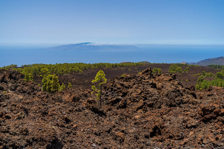 泰德火山的熔岩场和卡那里安松的灌丛。 观点美拉多德洛斯波洛斯。 泰内利夫。 加那利群岛。 西班牙。