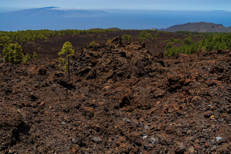 泰德火山的熔岩场和卡那里安松的灌丛。 观点美拉多德洛斯波洛斯。 泰内利夫。 加那利群岛。 西班牙。