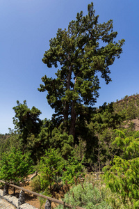 皮诺戈多是最古老的加那利松大约200岁，高46米，周长11米。 泰内利夫。 加那利群岛。 西班牙。