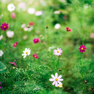 雏菊花园园艺花卉和自然造型概念优雅的视觉