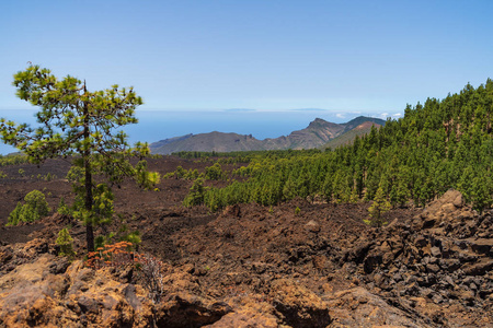 泰德火山的熔岩场和卡那里安松的灌丛。 观点美拉多德洛斯波洛斯。 泰内利夫。 加那利群岛。 西班牙。