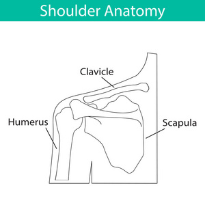 人肩骨解剖学的向量例证
