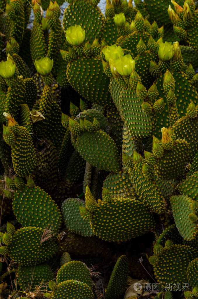 安达植物中典型的干燥热带气候性质的野生绿色仙人掌