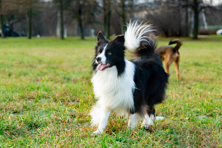 边境牧羊犬。 秋天在户外散步。美丽的特写肖像。