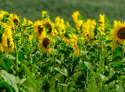 向日葵的花朵特写在一片鲜花盛开的田野上美丽的黄色植物