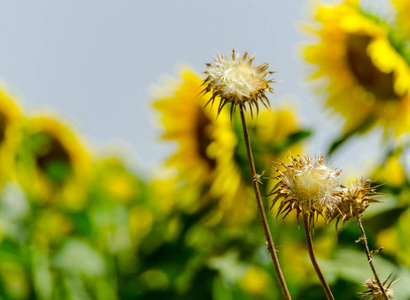 向日葵的花朵特写在一片鲜花盛开的田野上美丽的黄色植物