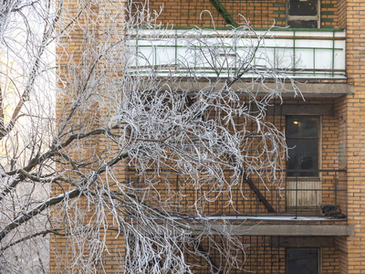 冬天，树的枝条上长满了霜