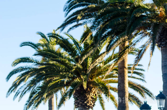 美丽的棕榈树奇异的植物节日的象征炎热的日子大叶奇异的树