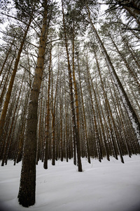 冬天森林里的高大树木
